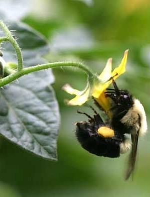 Hommel